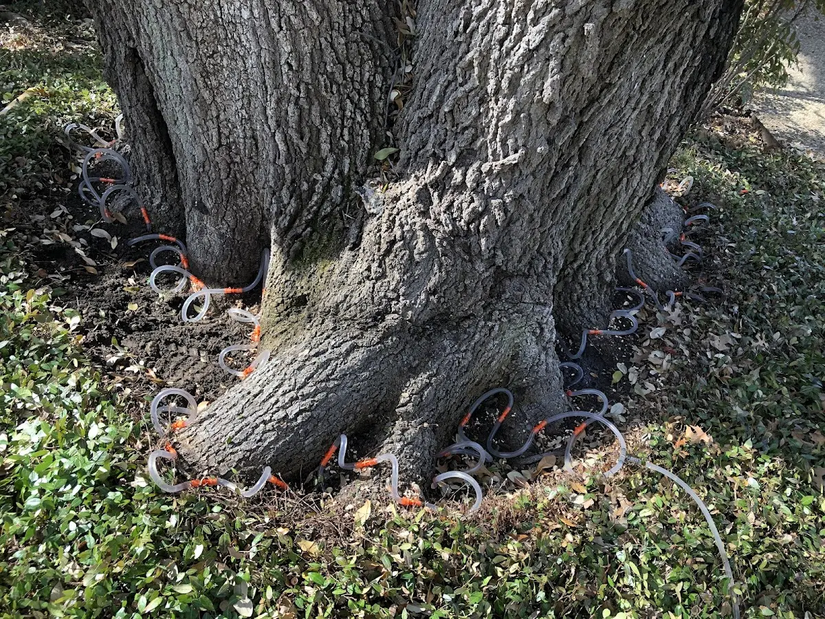 Detailed Tree Cabling and Bracing job site in Mount Washington