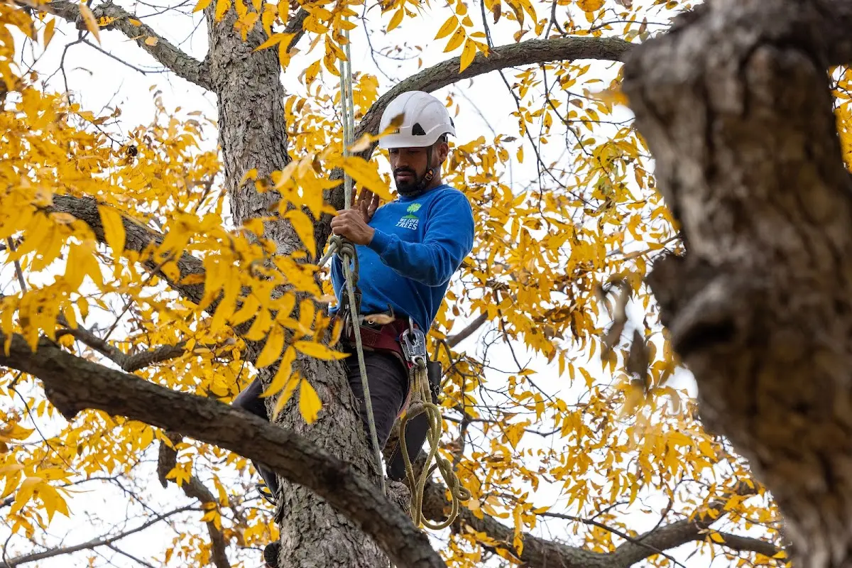 Skilled Tree Planting crew working in Mount Washington